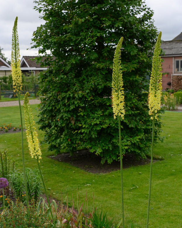 Eremurus 'Tap Dance'