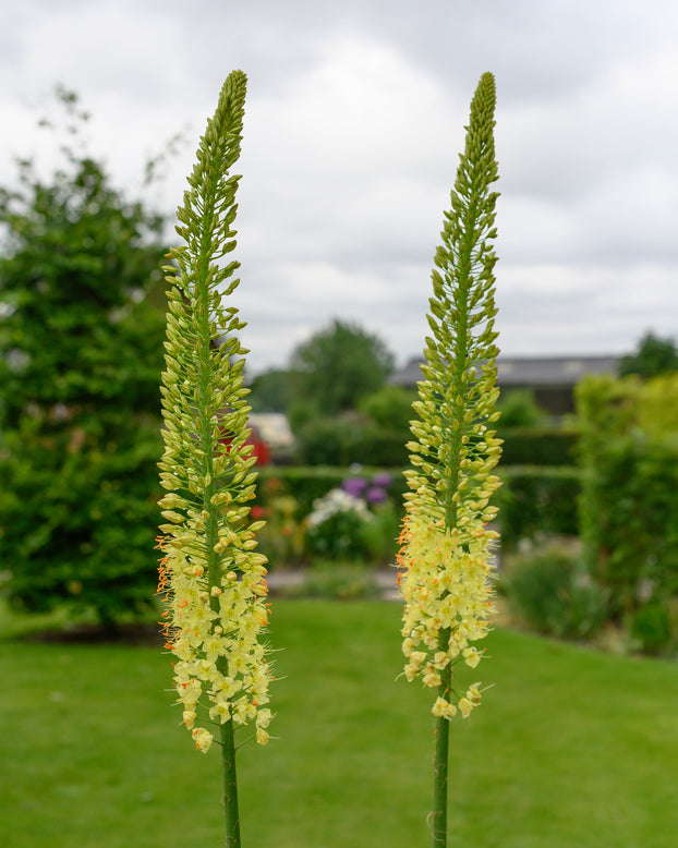 Eremurus 'Tap Dance'