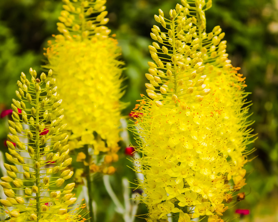 Eremurus 'Tap Dance'