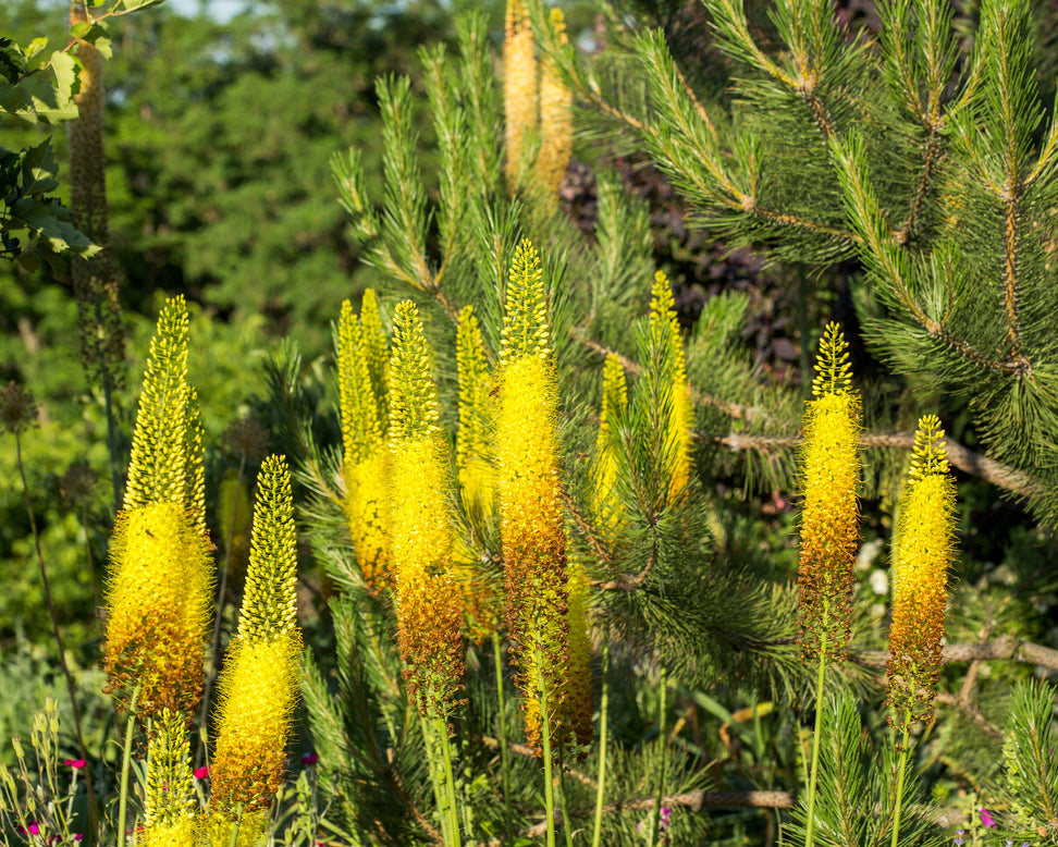 Eremurus 'Tap Dance'