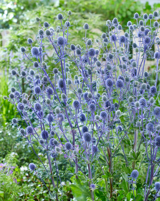 Eryngium 'Victory Blue'