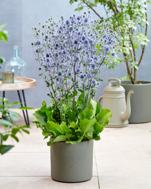 Eryngium 'Victory Blue'