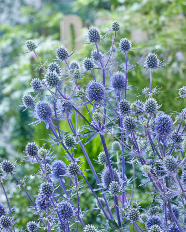 Eryngium 'Victory Blue'