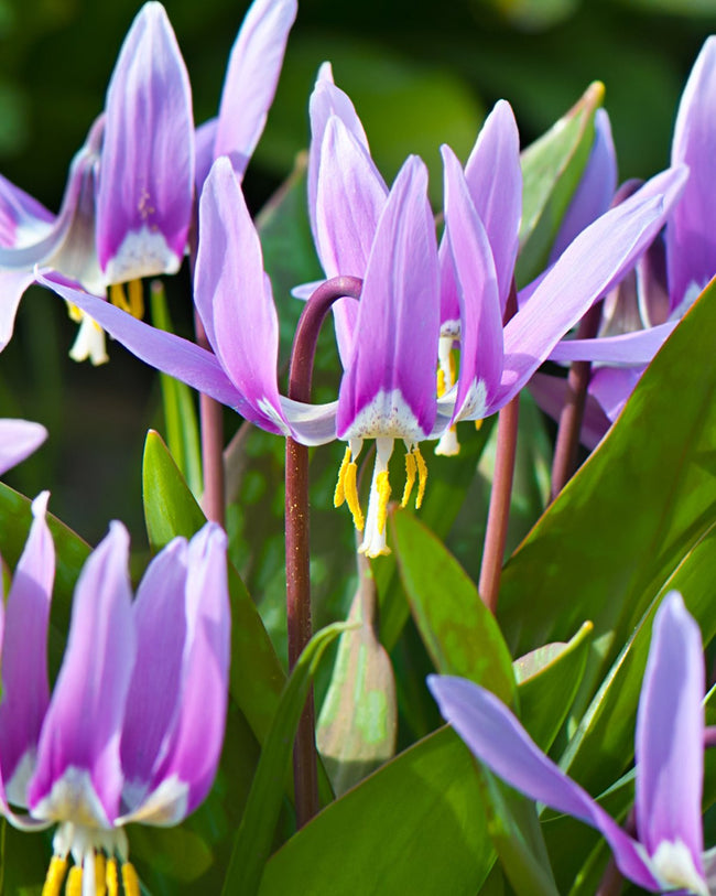 Erythronium planting instructions / How to plant Erythronium bulbs