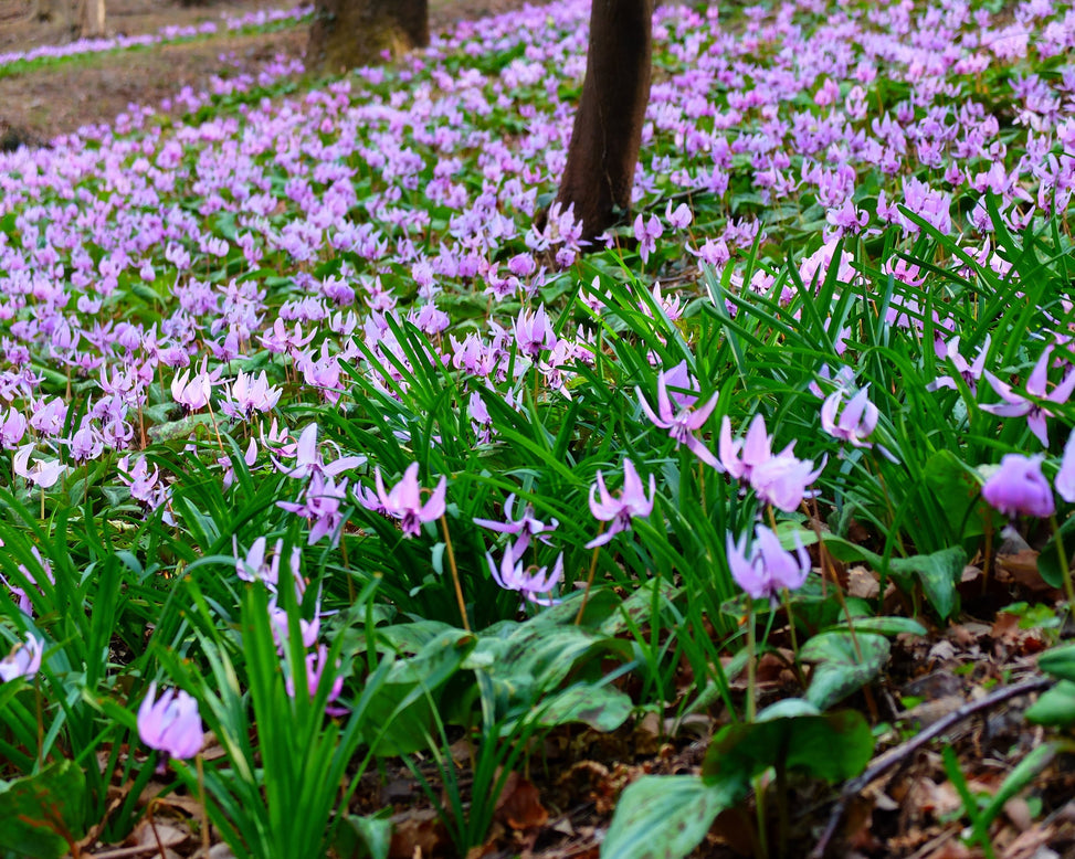 Erythronium 'Lilac Wonder'