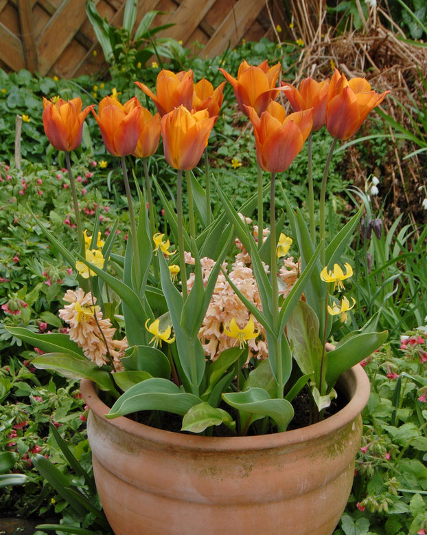 Erythronium 'Pagoda'