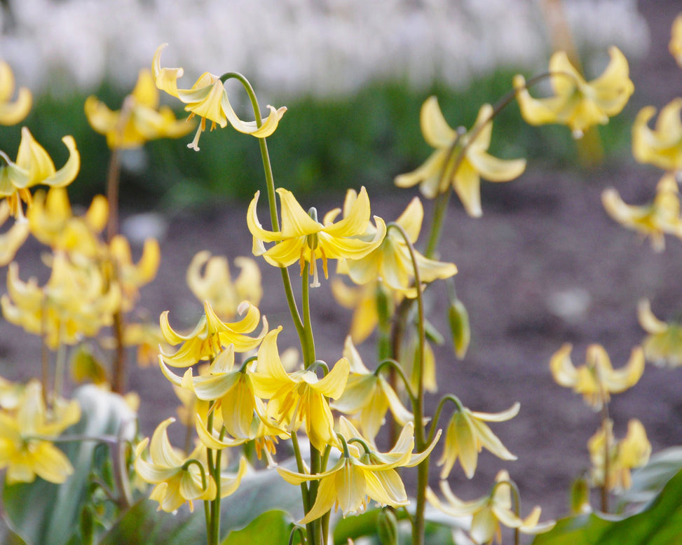 Erythronium 'Pagoda'