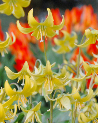 Erythronium 'Pagoda'