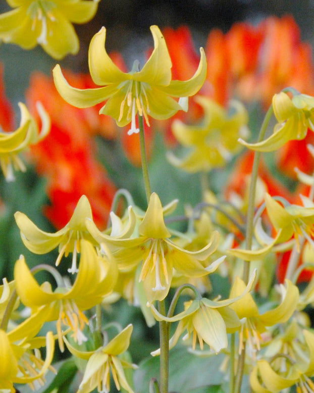 Erythronium 'Pagoda'