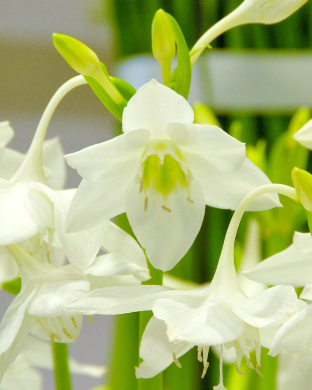 Eucharis amazonica
