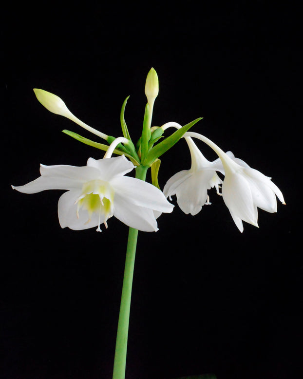 Eucharis amazonica