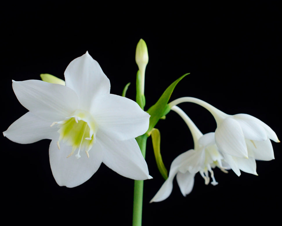Eucharis amazonica