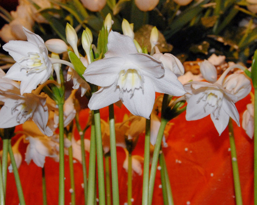 Eucharis amazonica
