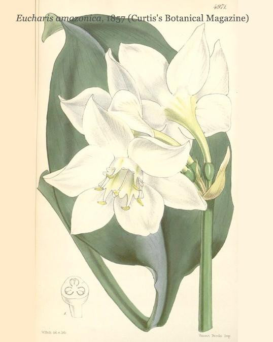 Eucharis amazonica