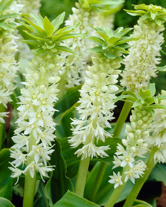 Eucomis autumnalis
