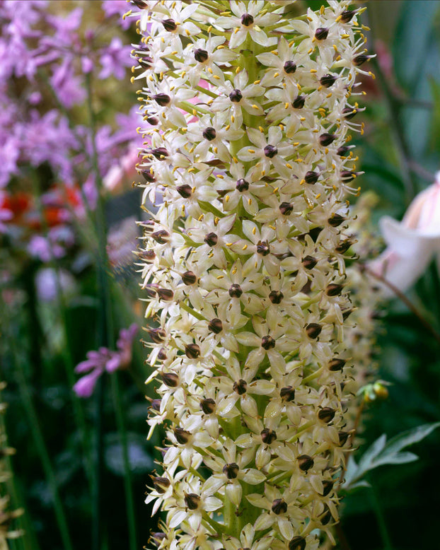 Eucomis 'Cornwood'