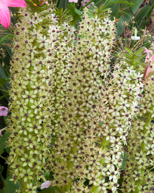 Eucomis 'Cornwood'