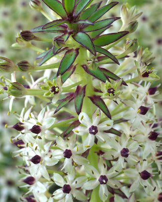 Eucomis 'Cornwood'