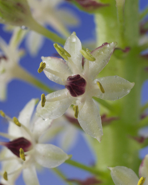 Eucomis 'Cornwood'