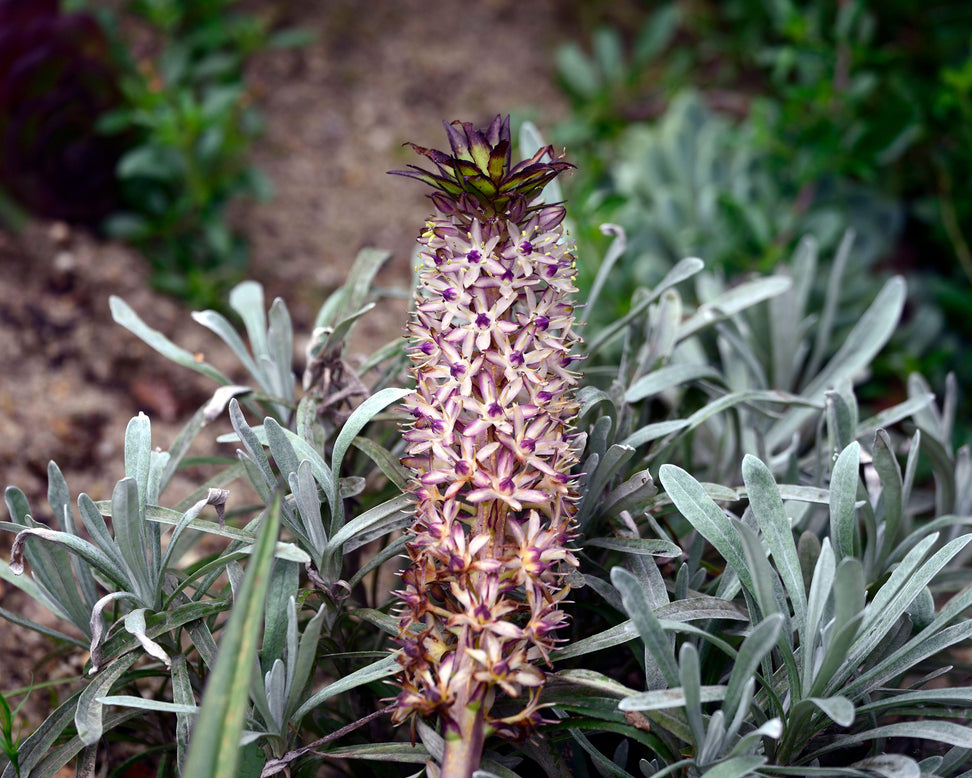 Eucomis 'Cornwood'