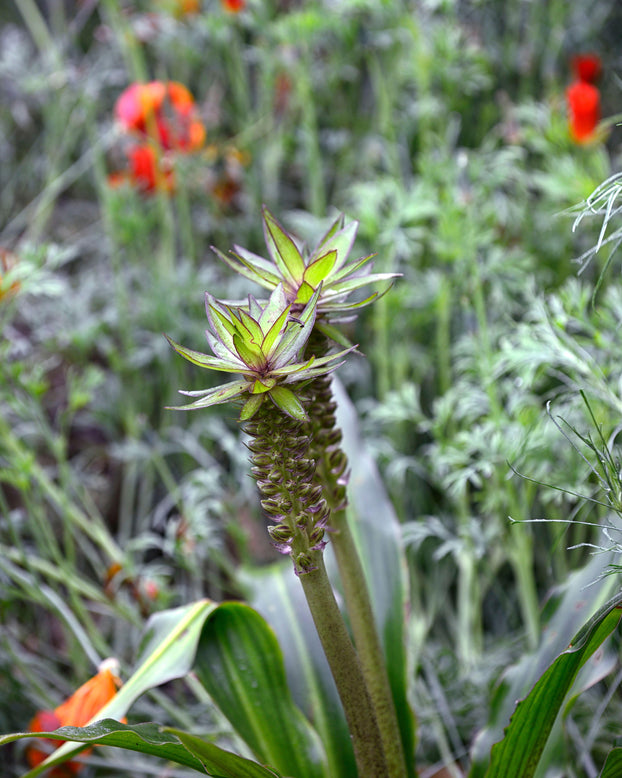 Eucomis 'Cornwood'
