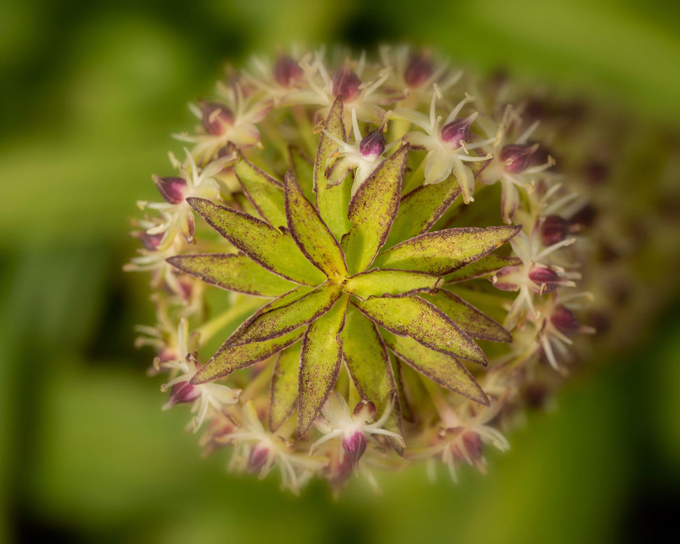 Eucomis 'Cornwood'