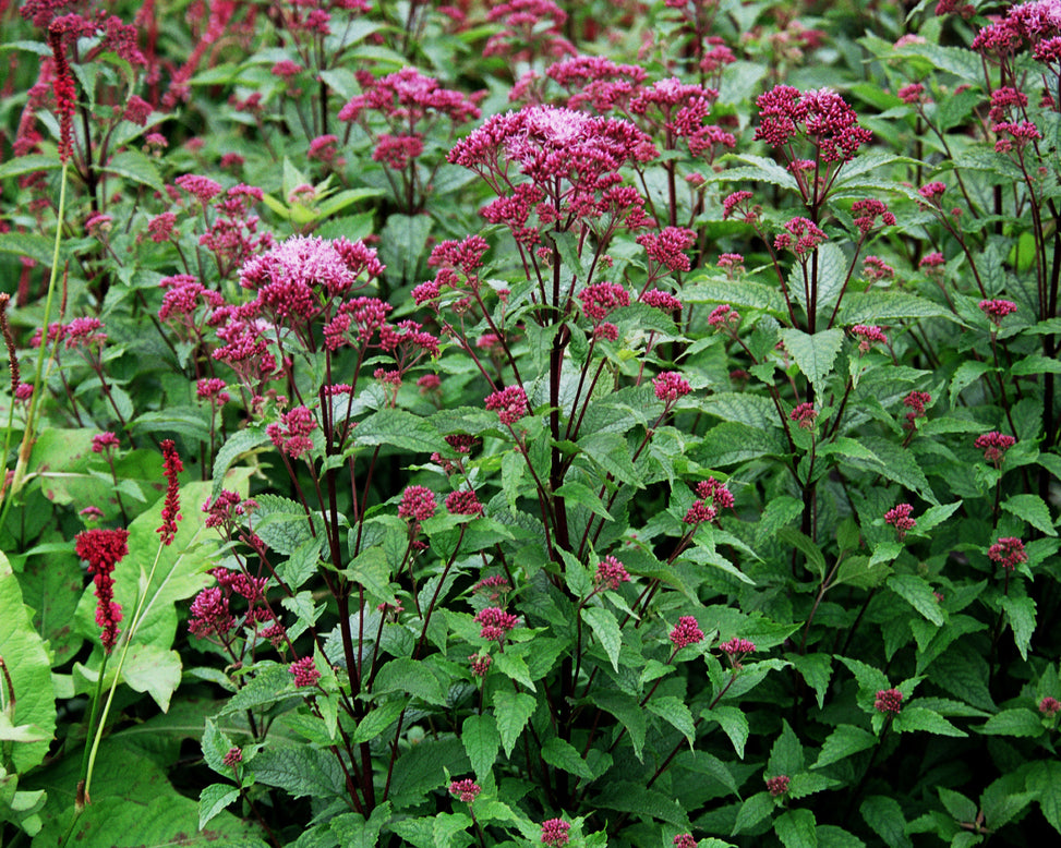 Eupatorium 'Baby Joe'