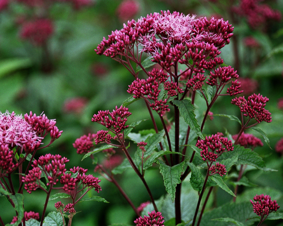 Eupatorium 'Baby Joe'