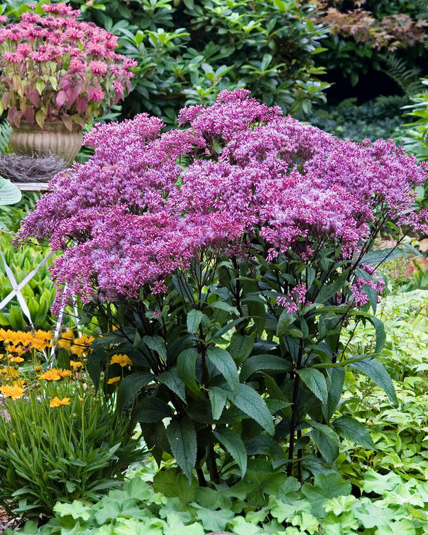 Eupatorium 'Baby Joe'