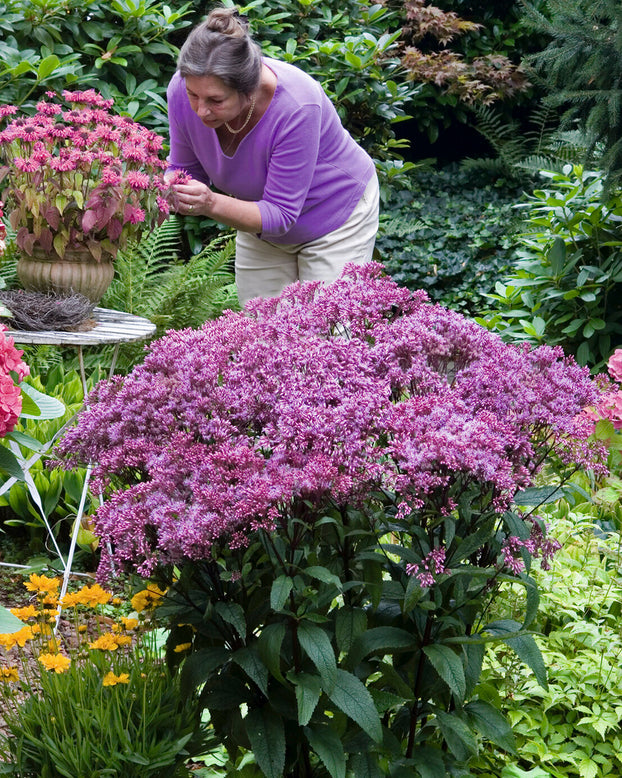 Eupatorium 'Baby Joe'