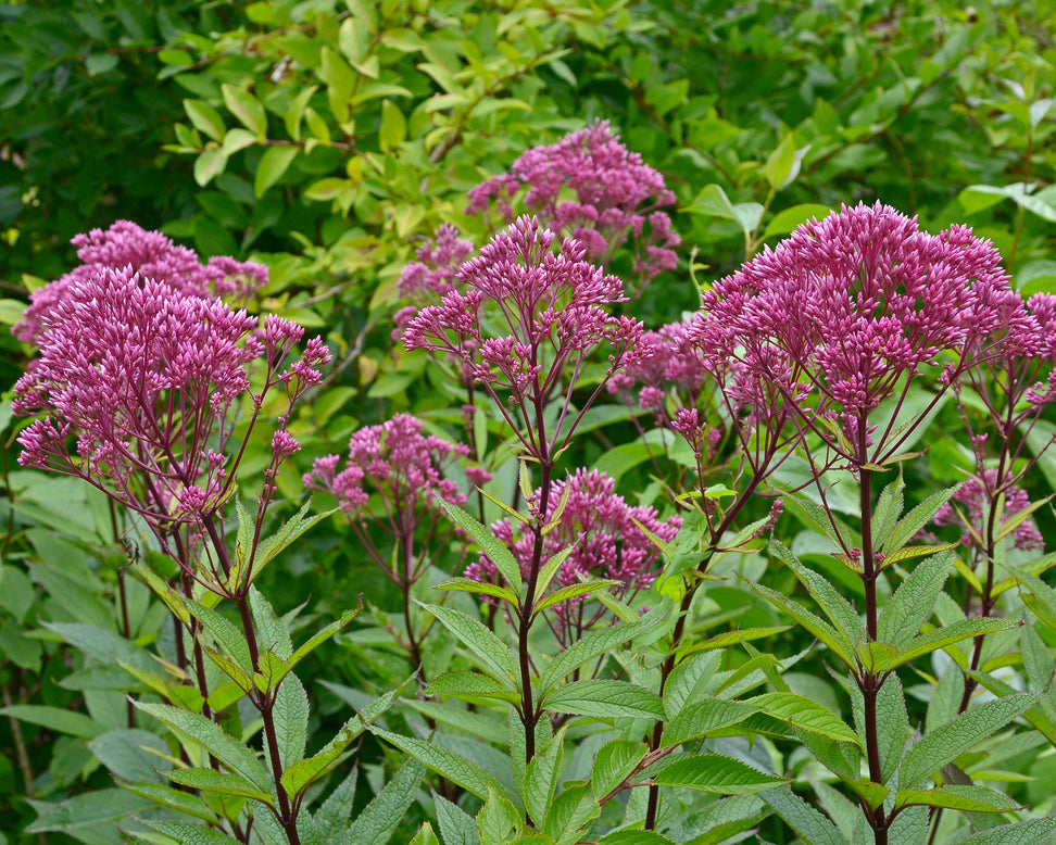 Eupatorium 'Baby Joe'