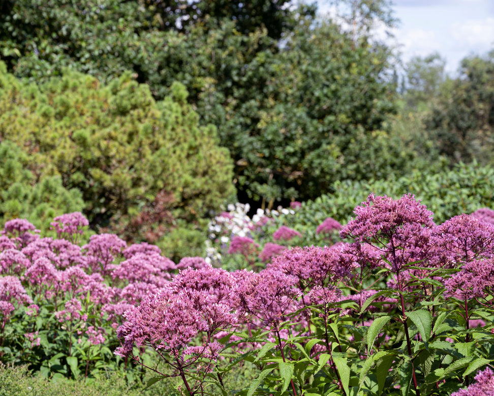 Eupatorium 'Baby Joe'