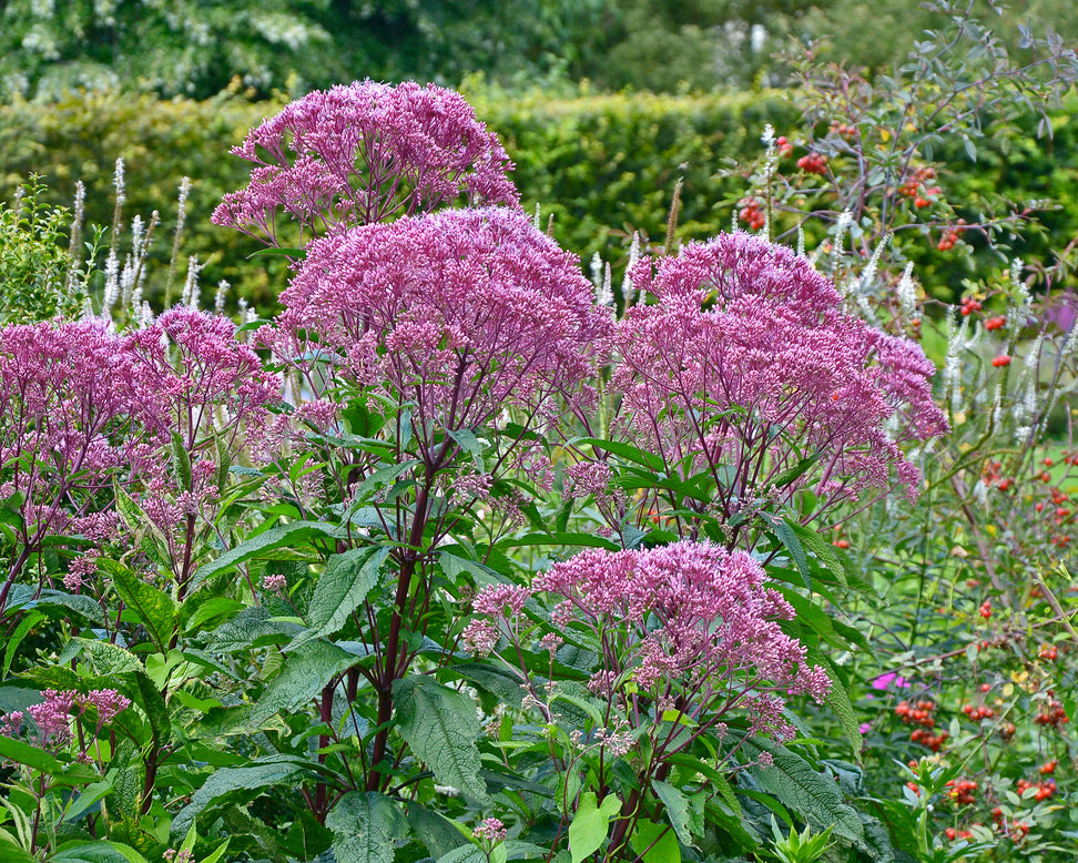 Eupatorium 'Baby Joe'