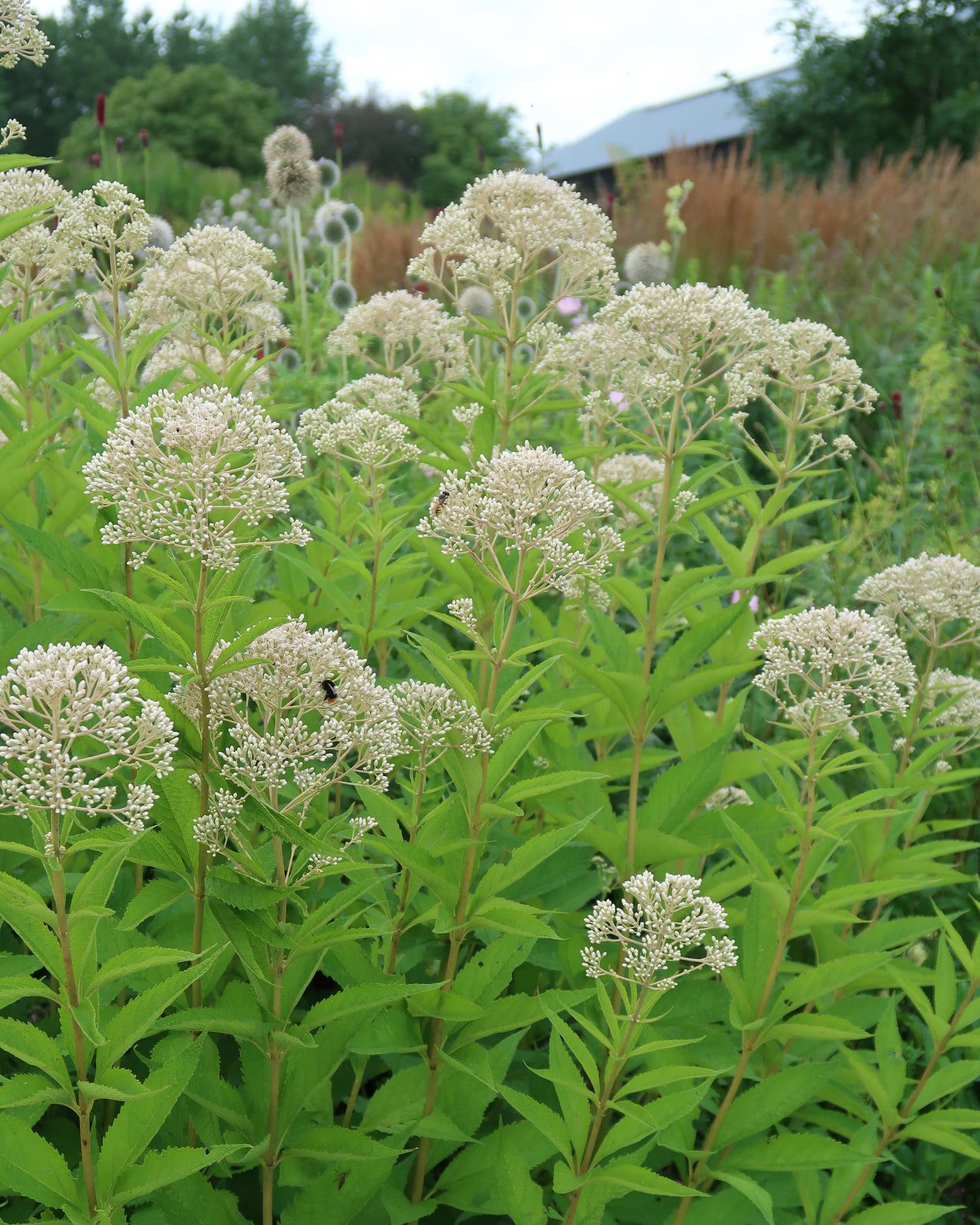 Eupatorium dubium 'Snowball' bare roots | Buy white 'Joe-Pye Weed ...