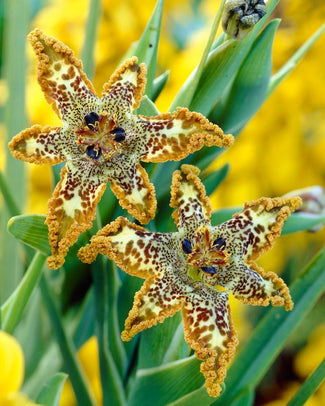 Ferraria crispa