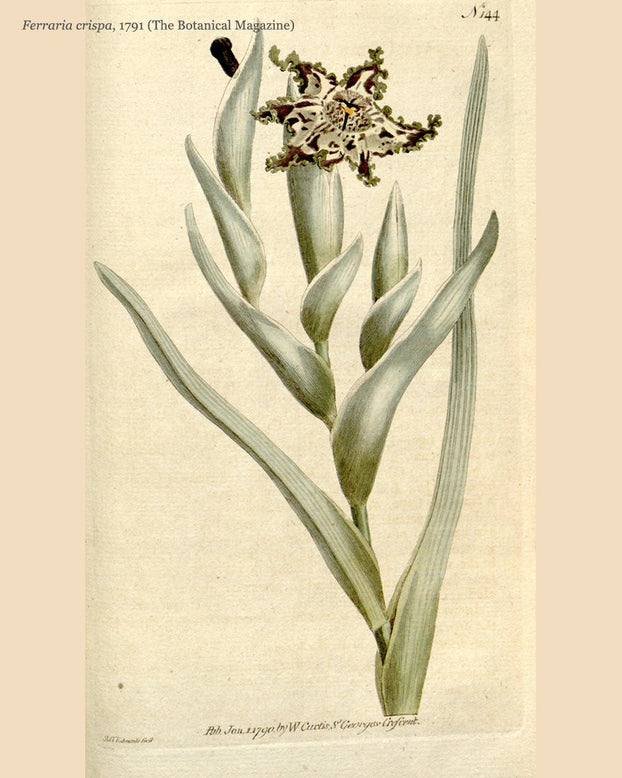 Ferraria crispa