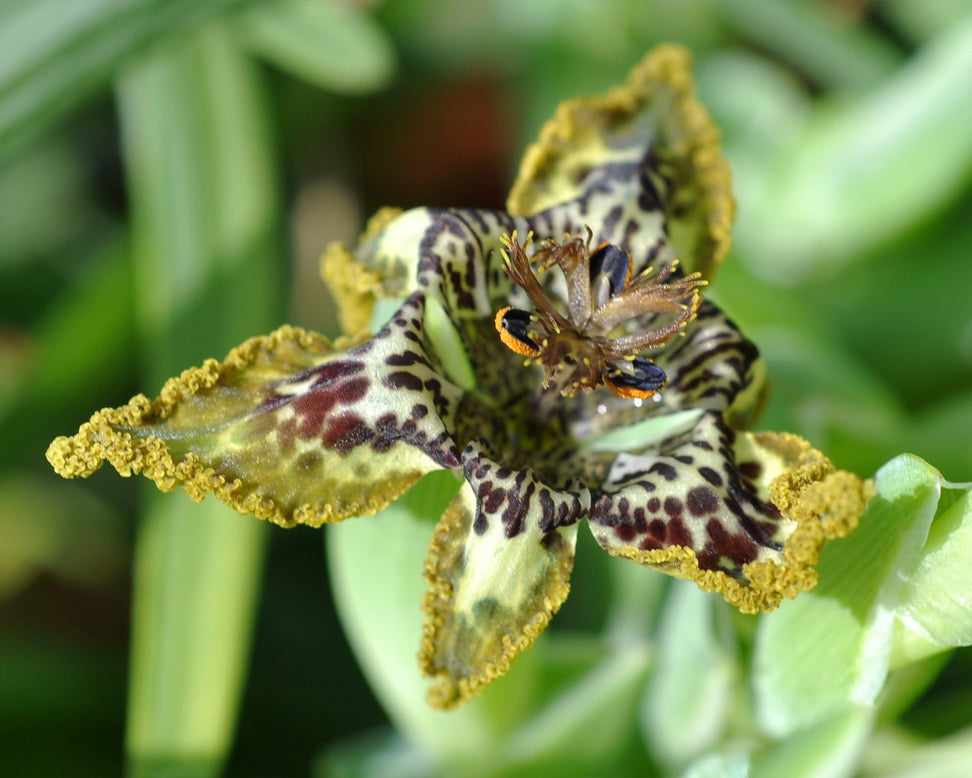 Ferraria crispa