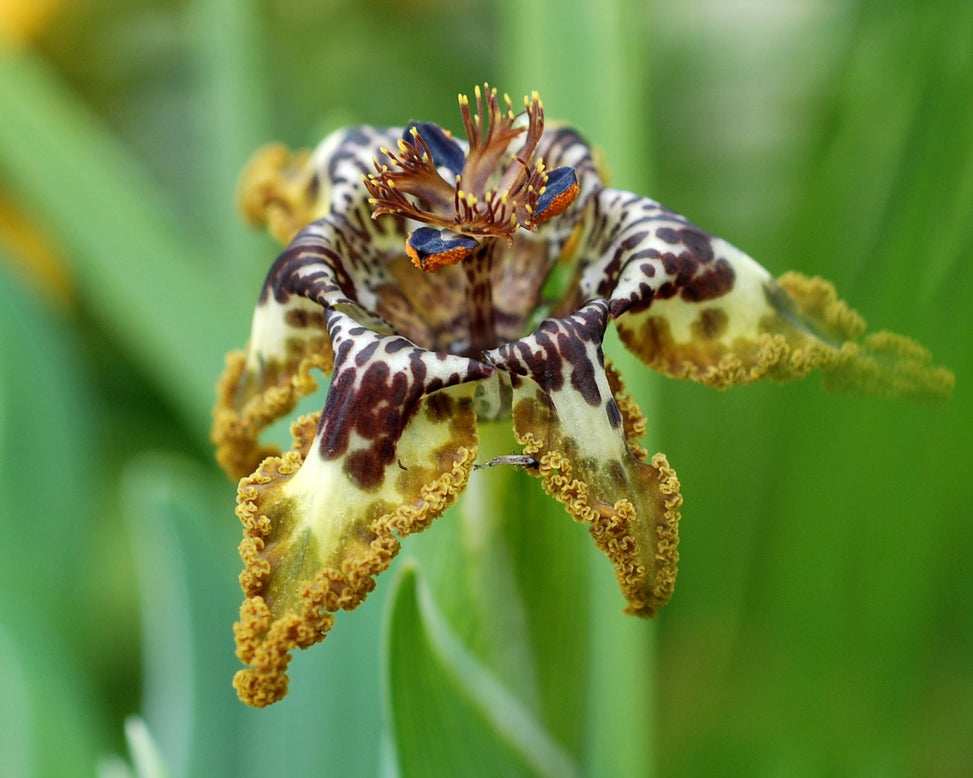 Ferraria crispa