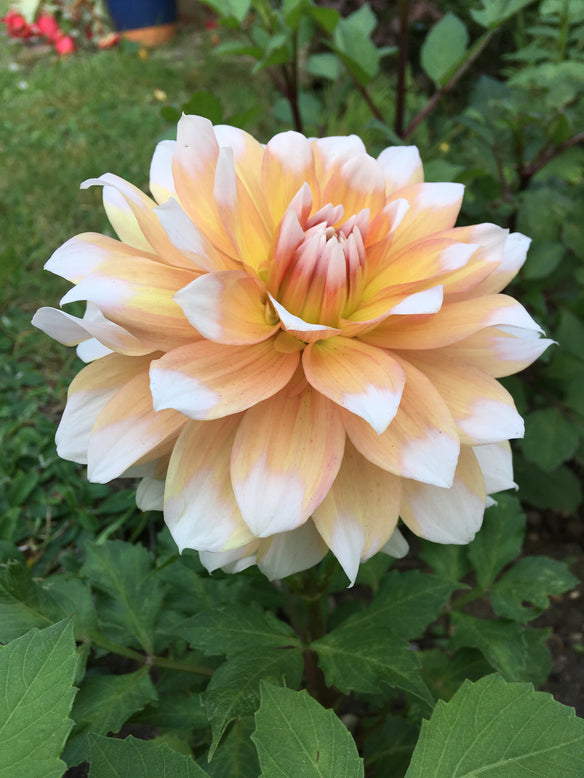 Dahlia 'Seattle'
