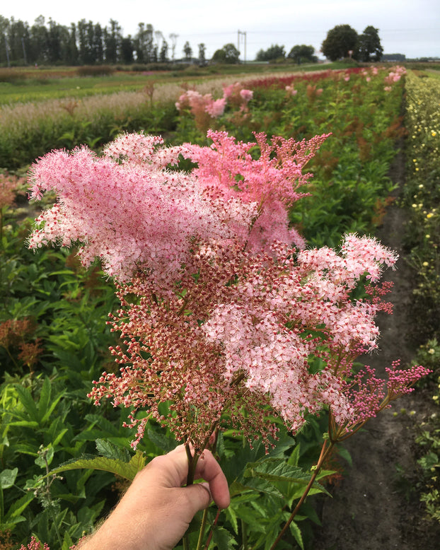 Filipendula 'Venusta'