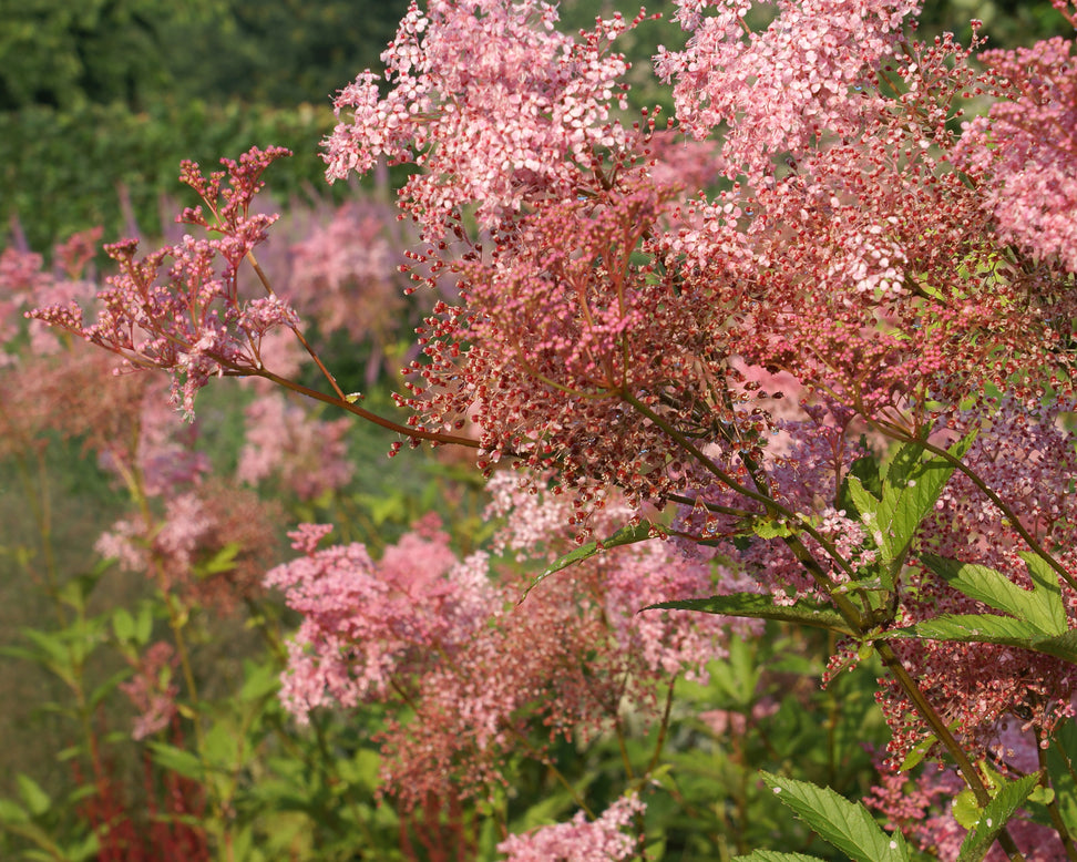 Filipendula 'Venusta'