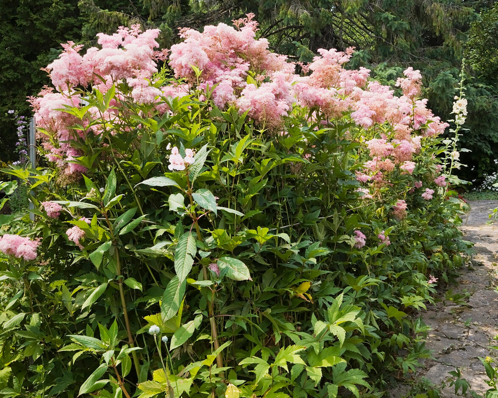 Filipendula 'Venusta'