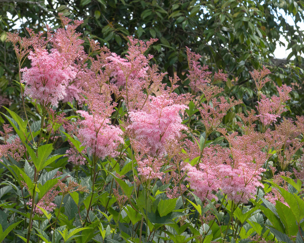 Filipendula 'Venusta'