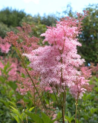 Filipendula 'Venusta'