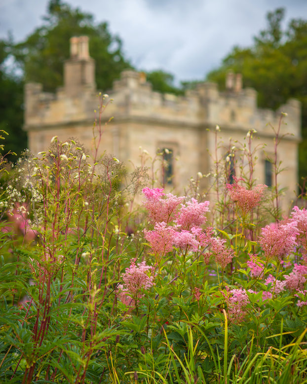 Filipendula 'Venusta'