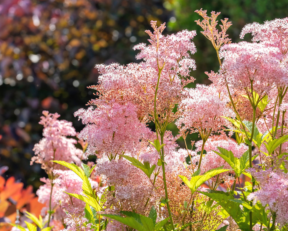 Filipendula 'Venusta'