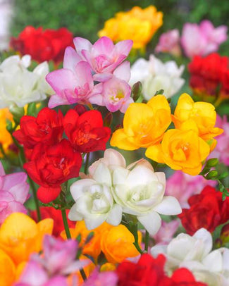 Freesia 'Double Mixed'