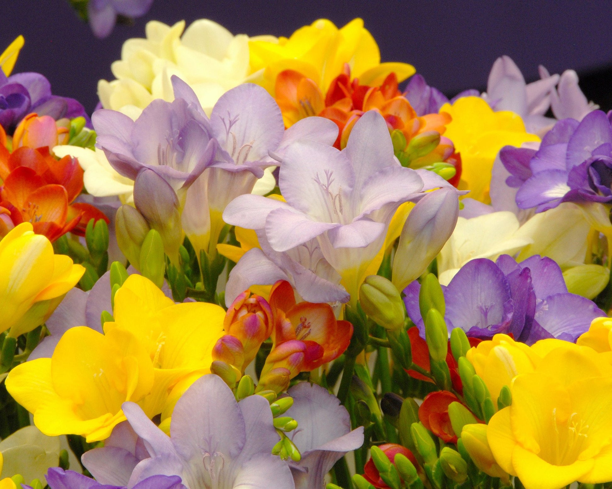 Freesia 'Single Mixed' bulbs — Buy singleflowered freesias online at