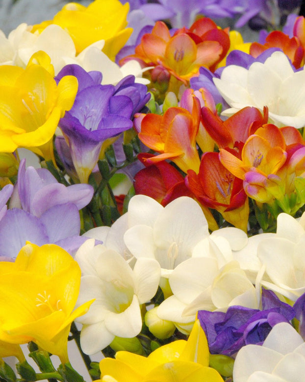 Freesia 'Single Mixed'