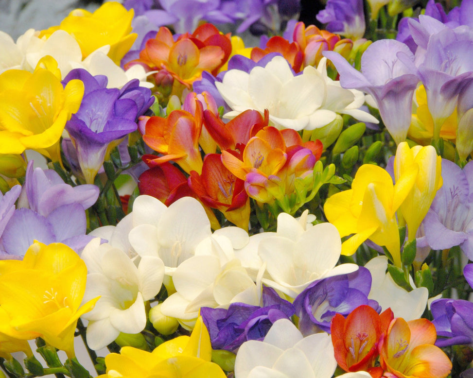 Freesia 'Single Mixed'